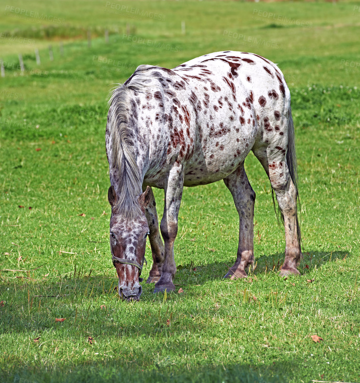 Buy stock photo Beautiful horse - in natural setting