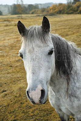 Buy stock photo Horse, portrait and relax on farm for peace, grazing and sustainability in field. Mare, animal or standing on Texas ranch for growth, agriculture and pet in healthy environment with boundary for care