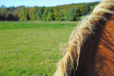 Buy stock photo Horse mane with copyspace on a scenic farm landscape in the countryside. Closeup of fluffy hair and soft coat of a brown stallion grazing on a lush green pasture on a sunny day. 