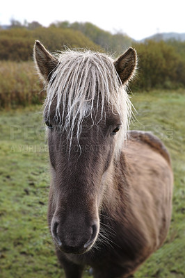 Buy stock photo Horse, portrait and breed on farm for peace, grazing and sustainability in field. Mare, animal and relax on Texas ranch for growth, agriculture and pet in healthy environment with care for wallpaper