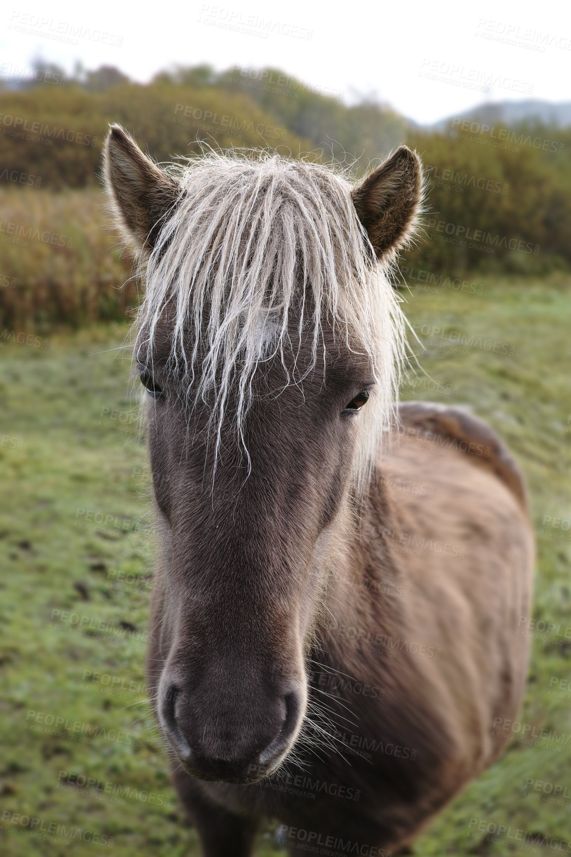 Buy stock photo Horse, portrait and breed on farm for peace, grazing and sustainability in field. Mare, animal and relax on Texas ranch for growth, agriculture and pet in healthy environment with care for wallpaper