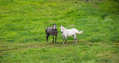 Buy stock photo Countryside, horses and meadow with green field, wilderness and open space with animals. Outdoor, nature and above with grass, calm spring and farming with ground and serene landscape on land