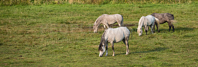 Buy stock photo Horse, group and countryside with farm, panoramic and grass with equestrian, riding animal and nature. Agriculture, stallion and ground with herd and landscape, sustainable and pony in Ireland