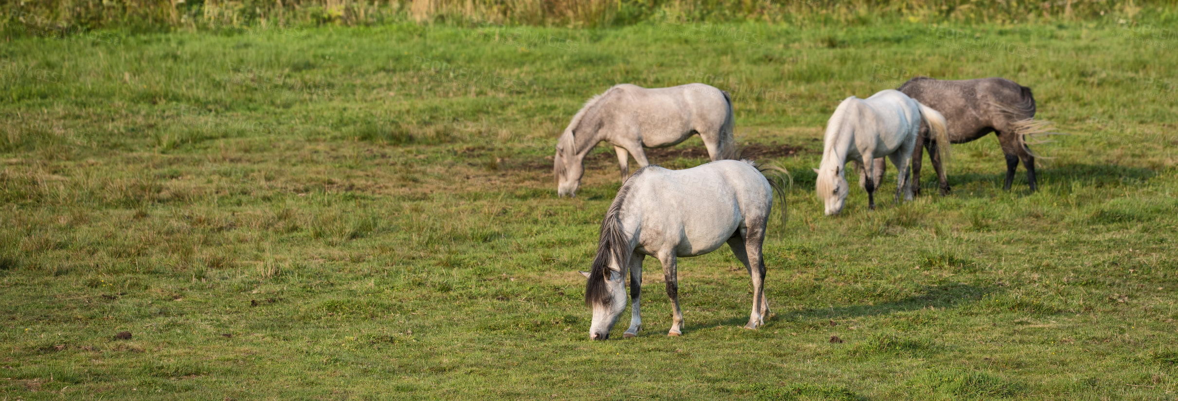 Buy stock photo Horse, group and countryside with farm, panoramic and grass with equestrian, riding animal and nature. Agriculture, stallion and ground with herd and landscape, sustainable and pony in Ireland