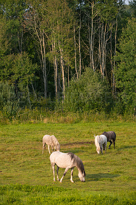 Buy stock photo Beautiful horse - in natural setting