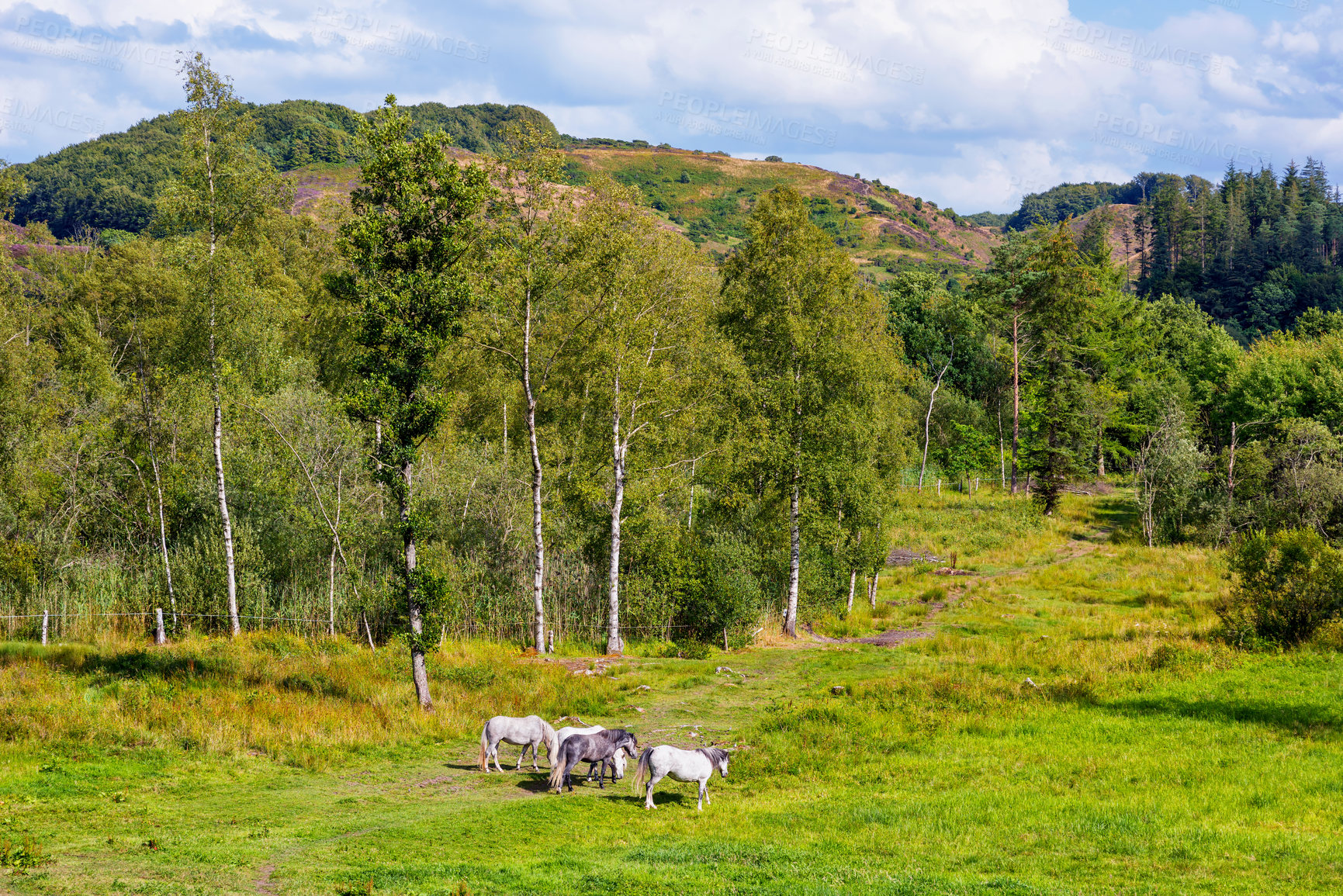 Buy stock photo Countryside, horse and meadow with field, forest and farmland with animal. Outdoor, nature and mare with grass, calm and green with eco friendly, ground and serene landscape on sustainable farming