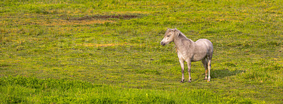 Buy stock photo Agriculture, nature and horse in grass field on farm for grazing, eating and healthy environment. Countryside, background and mare in meadow for sustainability, growth and animal wellness on ranch