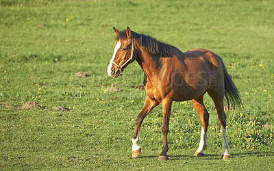 Buy stock photo Baby horse trotting on field in the countryside with copyspace. One cute chestnut brown foal or pony galloping and grazing on green meadow on a sunny day. Breeding livestock animals on ranch or farm