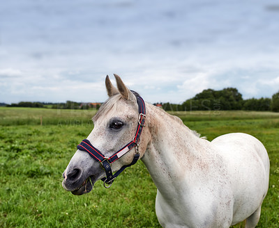 Buy stock photo Countryside, farm and horse in field with harness for grazing, riding and healthy environment. Agriculture, background and mare in meadow for sustainability, growth and animal wellness on ranch