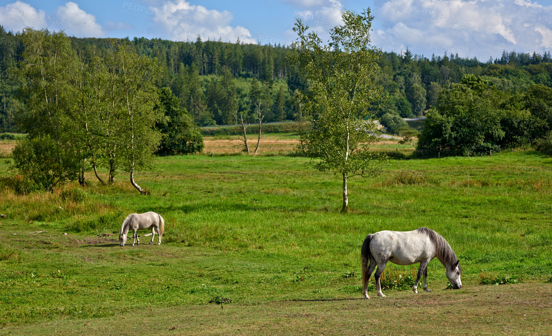 Buy stock photo Horse, group and field with farm, agriculture and grass with equestrian, riding animal and nature. Green, counrtyside and mare with herd and landscape, sustainable and pony in Ireland with hay