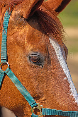 Buy stock photo Closeup of a brown horse with a harness. Face and eye details of a racehorse. A chestnut or bay horse or domesticated animal with soft, shiny mane and coat. A pony outside on a farm or a ranch