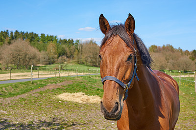 Buy stock photo Portrait of a brown race horse standing in a green field. A beautiful, domesticated chestnut or bay horse with black mane and shiny coat. Farm or ranch animal enjoying the meadow near the countryside