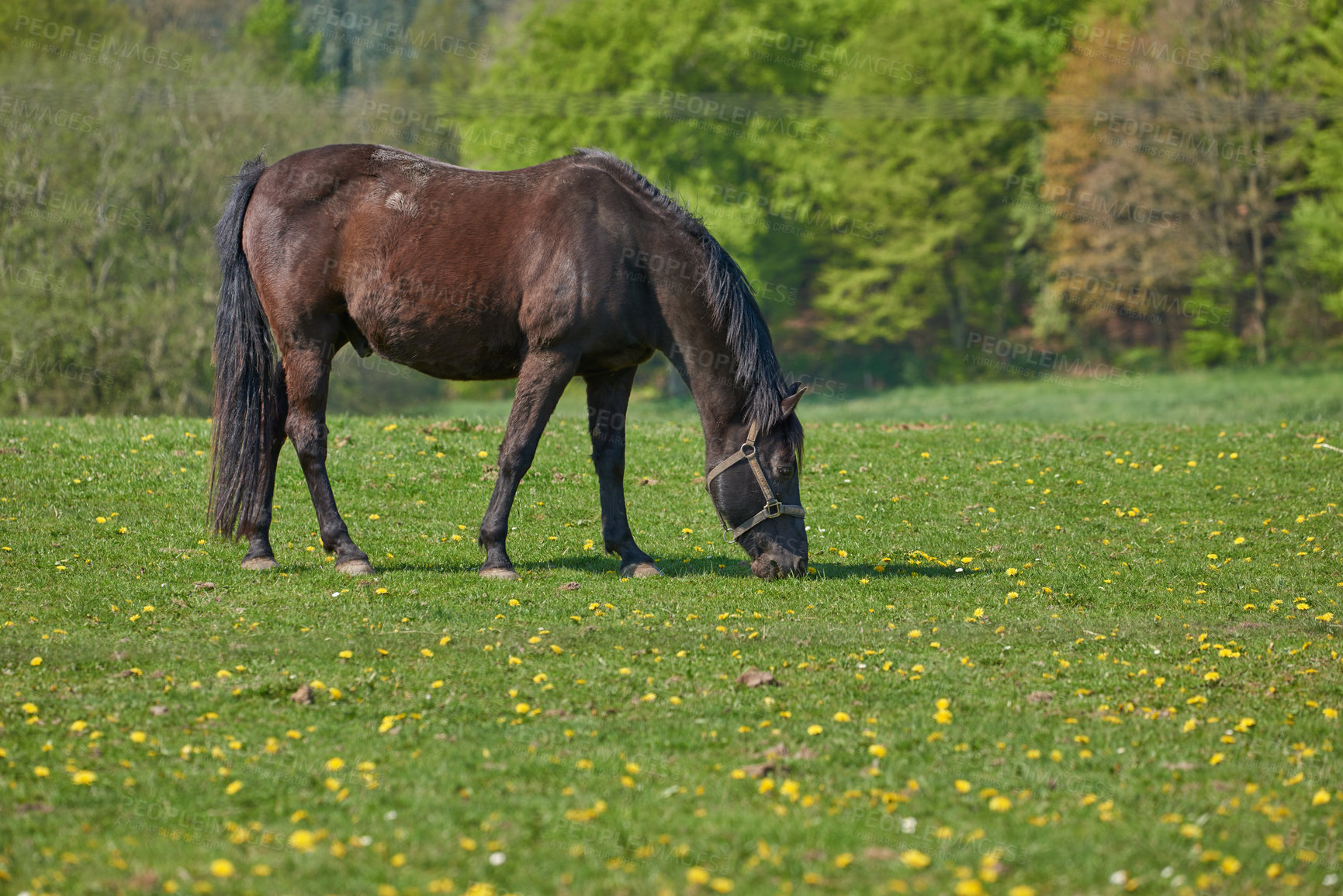 Buy stock photo Beautiful wild brown horse eating grass in a meadow near the countryside. Equine stallion grazing on an open field with spring green pasture. Animal enjoying grass field on a ranch or animal farm 