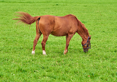 Buy stock photo Brown baby horse eating grass on a field in the countryside with copyspace. Chestnut pony foal grazing in a green pasture on a sunny day outdoors. Breeding livestock equine animals on ranch or farm