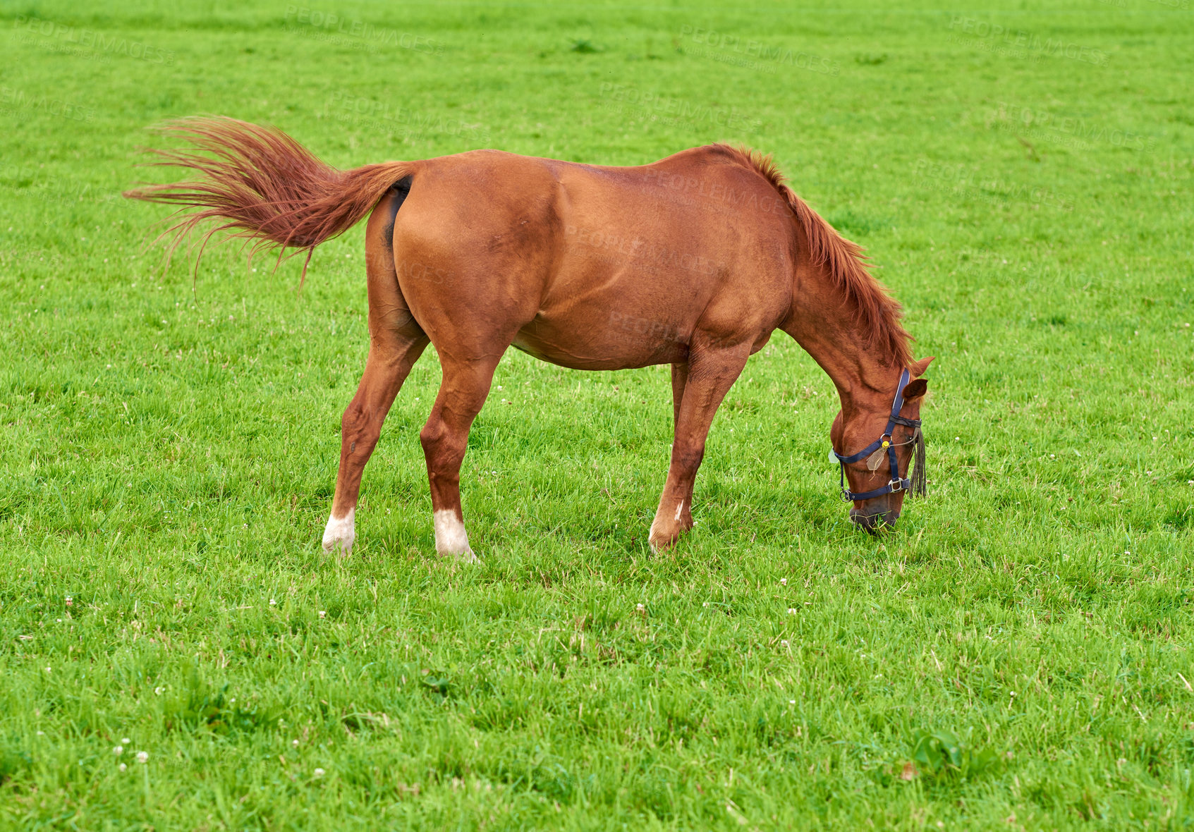 Buy stock photo Brown baby horse eating grass on a field in the countryside with copyspace. Chestnut pony foal grazing in a green pasture on a sunny day outdoors. Breeding livestock equine animals on ranch or farm