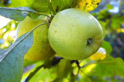 Buy stock photo Fresh apples in natural setting