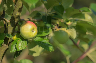 Buy stock photo Apple tree. nutrition and texture for healthy diet, wellness or vegan food as snack or harvest on farm. Wallpaper, background and fruit for fiber, vitamins and organic as fresh produce in agriculture