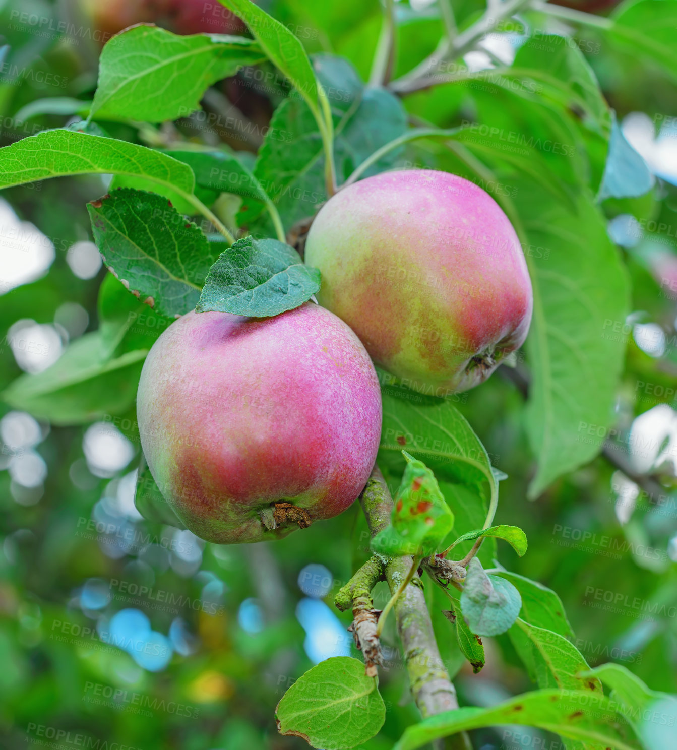 Buy stock photo Nature, farming and apple on tree in orchard for growth, harvest and organic produce outdoors. Agriculture, natural background and fruit for sustainability, ecology and healthy food in countryside