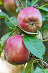 Fresh apples in natural setting