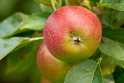 Buy stock photo Fresh apples in natural setting