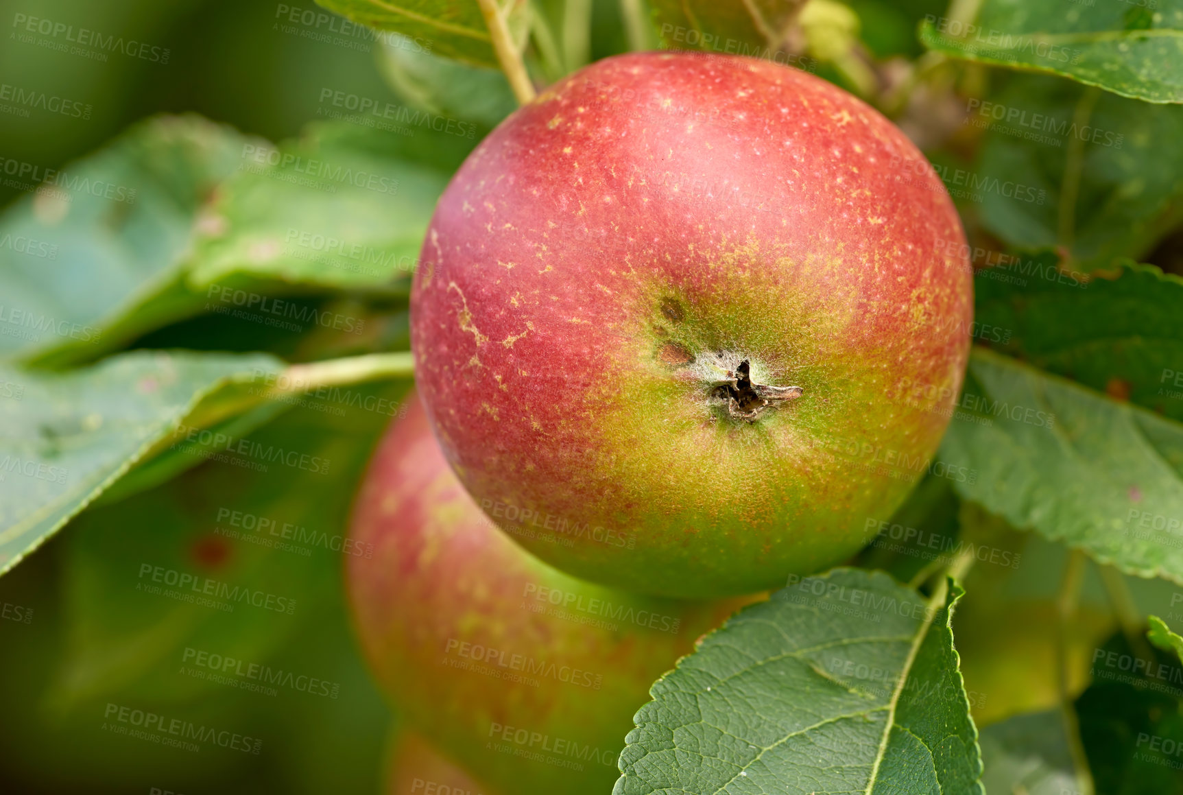 Buy stock photo Fresh apples in natural setting