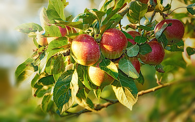 Buy stock photo Fruit, apples and background for healthy diet, wellness and vegan food as snack or harvest in farming. Wallpaper, nutrition and texture for fiber, vitamins and organic as fresh produce in agriculture