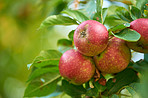 Fresh apples in natural setting