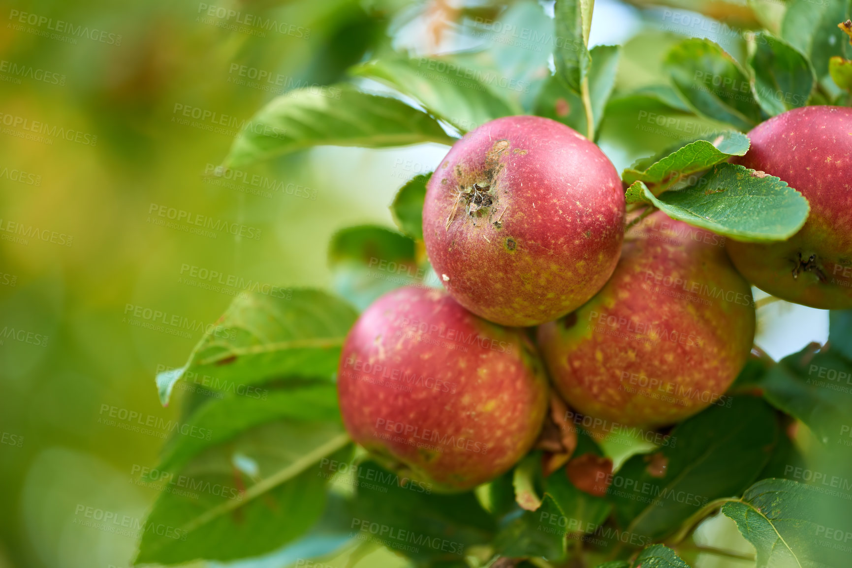 Buy stock photo Fresh apples in natural setting