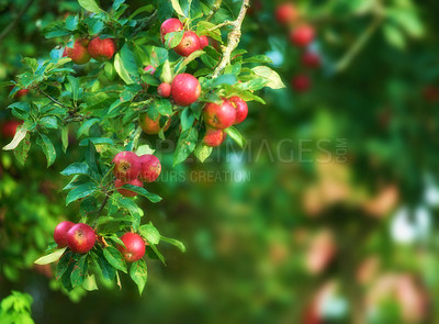 Buy stock photo Apples, tree and fruit with growth outdoor for agriculture farm, harvest season and countryside environment. Organic. food and sustainability with nutrition benefits, orchard production and cultivate