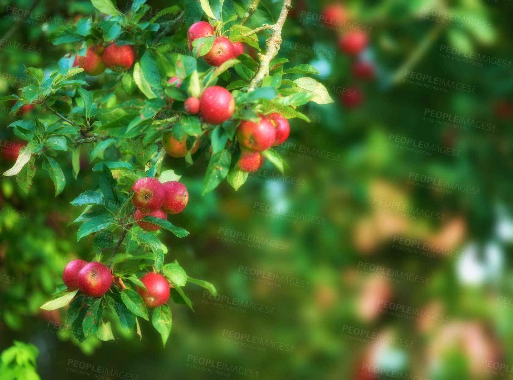 Buy stock photo Apples, tree and fruit with growth outdoor for agriculture farm, harvest season and countryside environment. Organic. food and sustainability with nutrition benefits, orchard production and cultivate