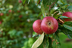 Fresh apples in natural setting