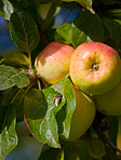 Fresh apples in natural setting