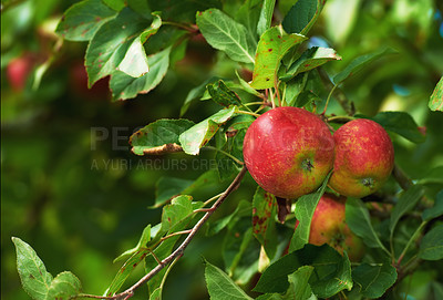 Buy stock photo Nature, farm and apple on trees in orchard for growth, harvest and organic produce outdoors. Agriculture, natural background and fruit for sustainability, ecology and healthy food in countryside