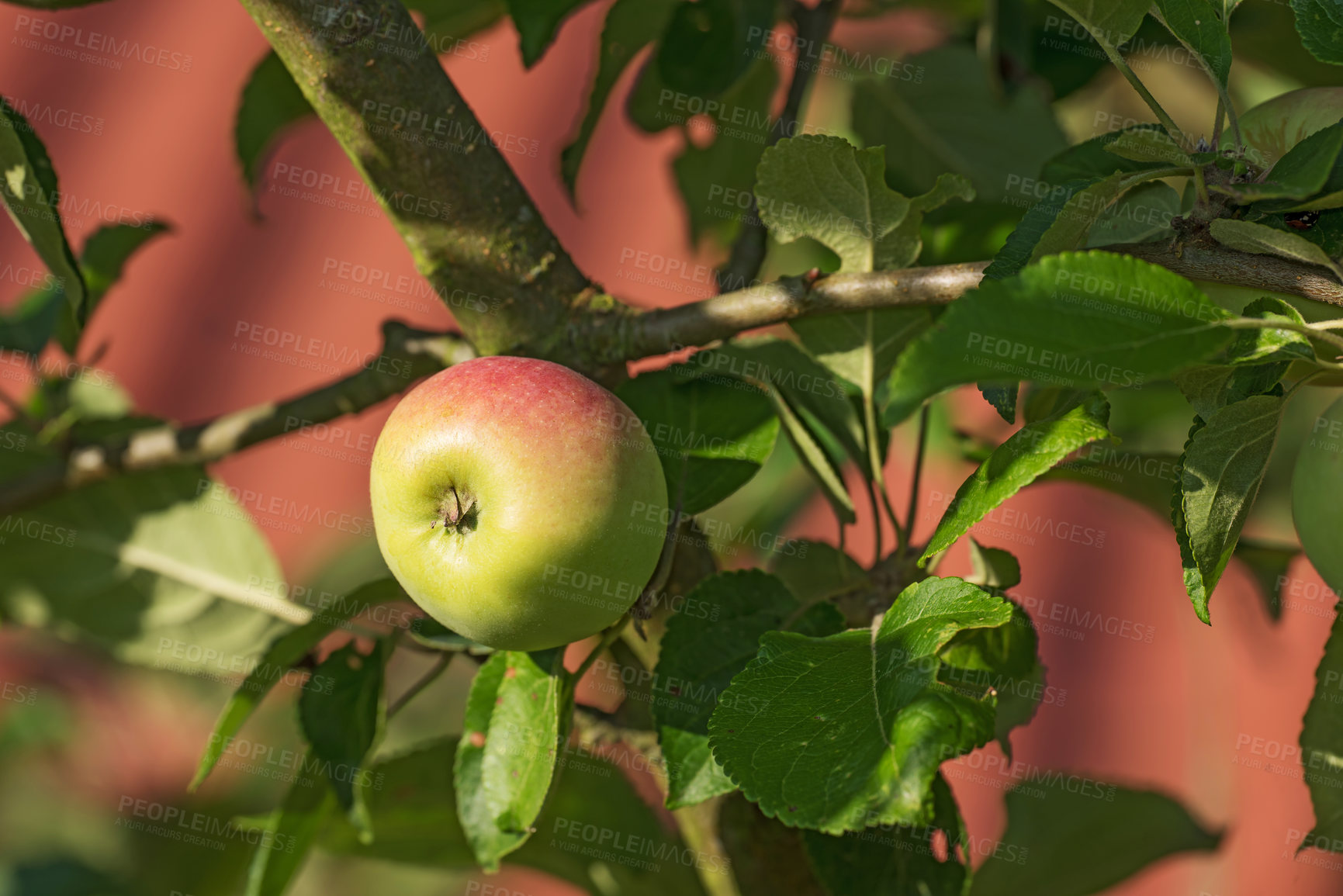 Buy stock photo Apple tree, fruit and wallpaper for healthy diet, wellness or vegan food as snack or harvest. Texture, background and nutrition for fiber, vitamins and organic as fresh produce in agriculture or farm