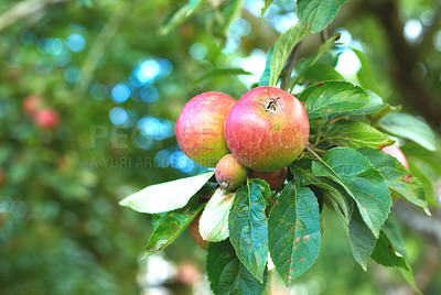 Buy stock photo Agriculture, farming and apple on tree in orchard for growth, harvest and organic produce outdoors. Nature, natural background and fruit for sustainability, ecology and healthy food in countryside