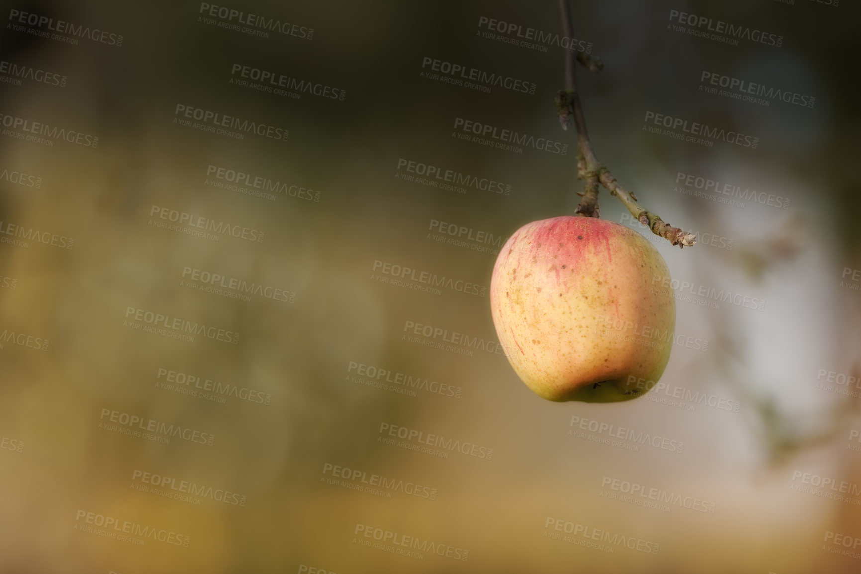 Buy stock photo Nature, farm and apple on branch in orchard for growth, harvest and organic produce on trees. Agriculture, natural background and fruit for sustainability, ecology and healthy food in countryside