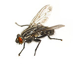 Housefly - Musca domestica