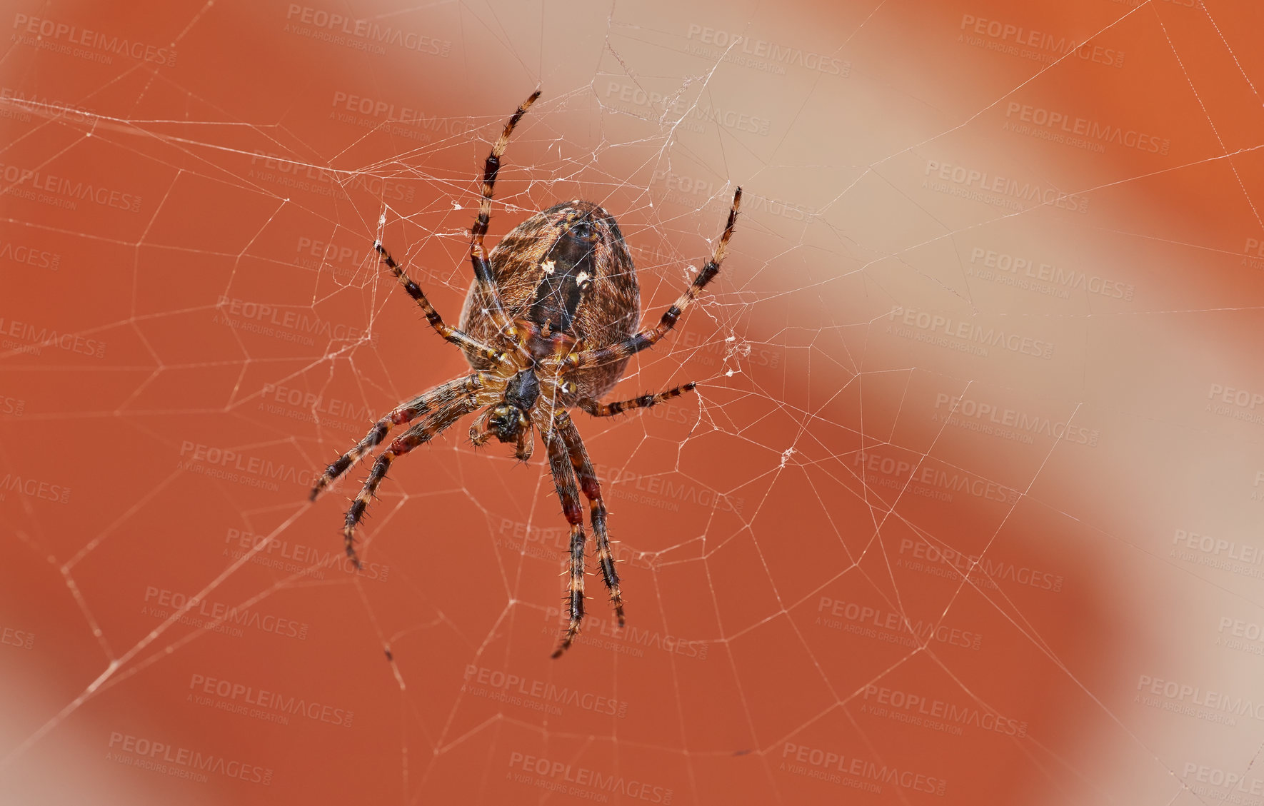 Buy stock photo Hunting spider in its web. Macro view of a spider who is building/making a trap of cobwebs for its prey. Close-up shot of garden spider building its net. Spider in its web in an orange background.