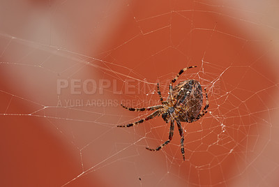 Buy stock photo Below view of a walnut orb weaver spider in a web, isolated against a blurred red brick wall background. Closeup of a striped brown arachnid. The nuctenea umbratica is from the araneidae family.