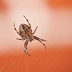 The Walnut Orb-weaver Spider