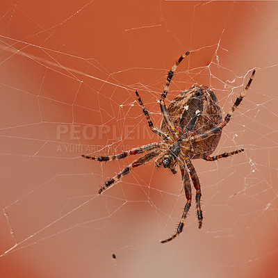 Buy stock photo Below closeup of a  walnut orb weaver in a web, isolated against a white orange background. Striped brown and black spider. The nuctenea umbratica is a beneficial arachnid from the araneidae family