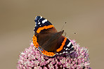 The Red Admiral