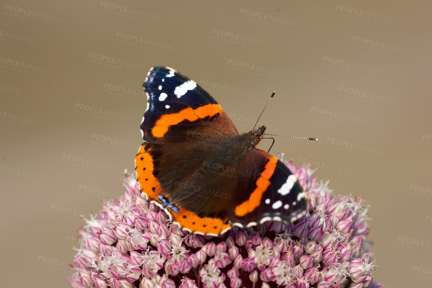 Buy stock photo Red admiral butterfly spreading its colourful brown and orange wings while landing on a flower in a garden on a sunny day outdoors with copyspace. Flying insect sucking nectar from a plant in spring