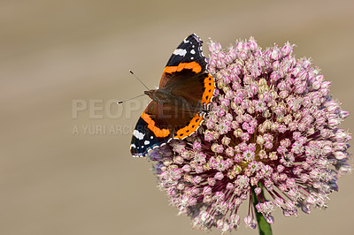 Buy stock photo Butterfly on a plant in the garden outside with copyspace. The Red Admiral or Vanessa Atalanta butterfly insect with colourful wings feeding on nectar from vibrant pink flowers on a sunny day outside