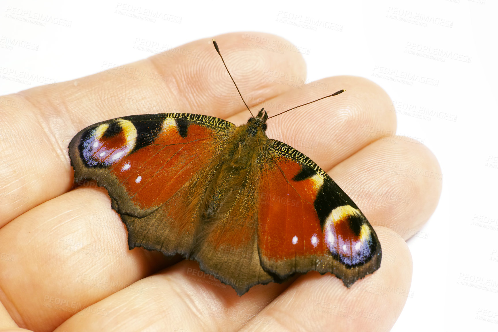 Buy stock photo European Peacock (Inachis-io) butterfly