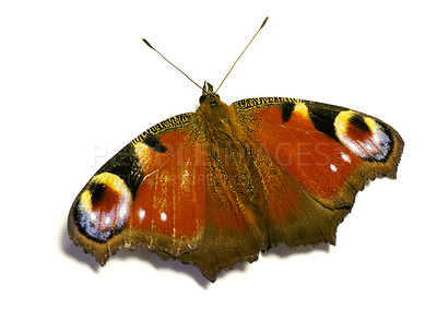 Buy stock photo Colourful, European and butterfly as insect in studio with natural beauty, vibrant pattern and pollination. Creative, peacock bug and art of environment growth, ecosystem habitat and white background