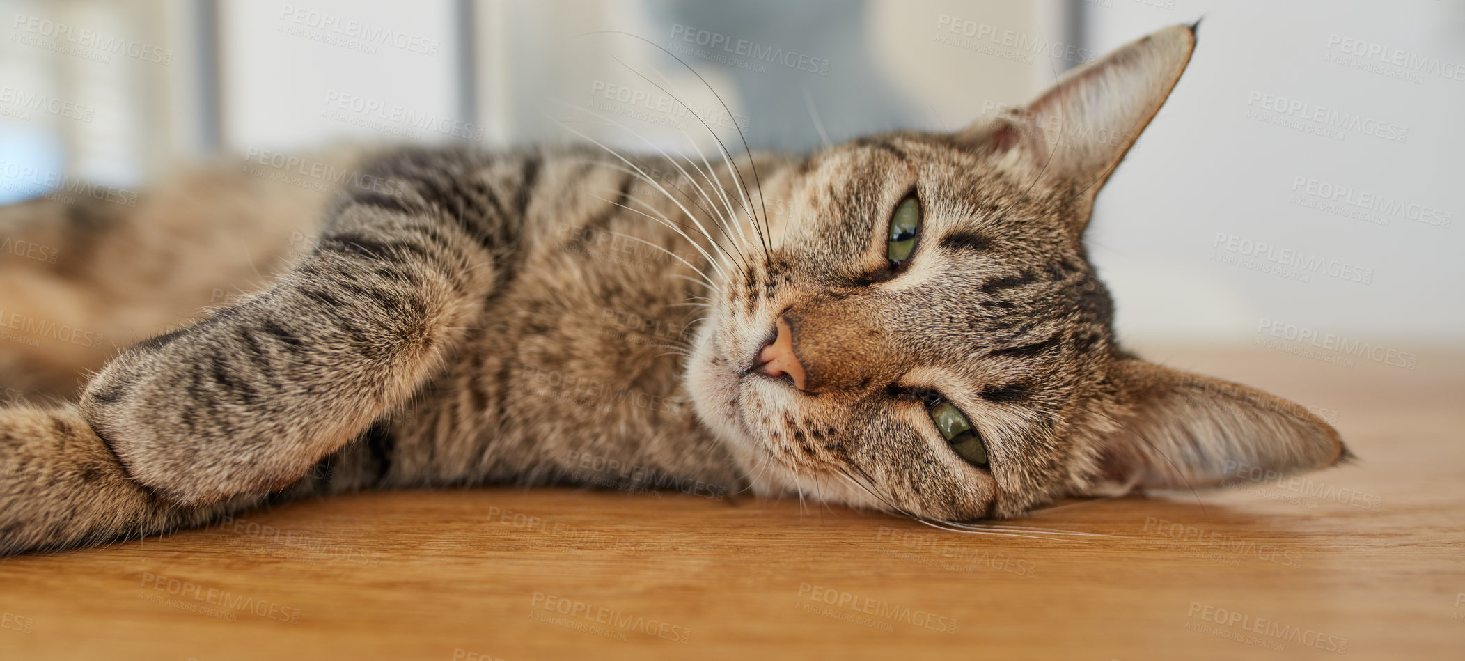 Buy stock photo A cute tabby cat lying on a table with adorable eyes in a home. A happy sneaky furry pet in a house relaxing after playing all day. A portrait of a playful, funny, and adorable feline calmly resting 