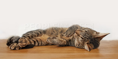 Buy stock photo Cute tired cat sleeping on a table in a house after playing all day. Adorable pet resting after being playful all day. Lazy comfy feline calmly lying on its back indoors and resting