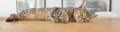 Buy stock photo A cute brown pet cat lying indoors. Adorable Sleeping Cat on a wooden table in a living room background. Cute cat sleeping on the brown table. Close-up of a domestic cat resting at home. 