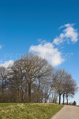 Buy stock photo Trees, forest and field with sky in autumn, outdoor and growth with clouds, path and countryside in morning. Woods, plants and grass on horizon, landscape and environment in nature at park in Denmark